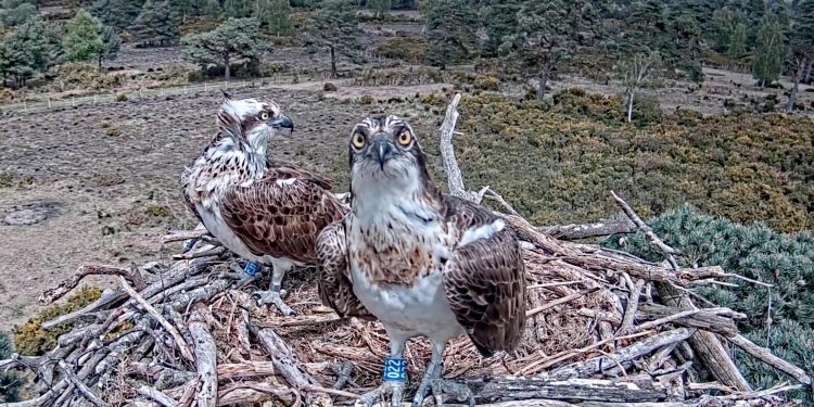 poole-ospreys-being-streamed-on-youtube