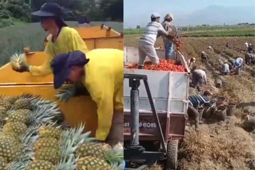 farm-to-table:-viral-twitter-post-highlights-farmers'-unflinching-efforts-on-field