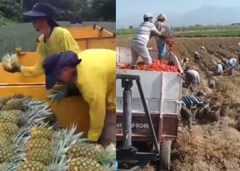 farm-to-table:-viral-twitter-post-highlights-farmers'-unflinching-efforts-on-field