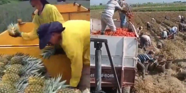 farm-to-table:-viral-twitter-post-highlights-farmers'-unflinching-efforts-on-field