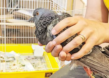 five-strangers-drove-600-mile-relay-to-save-an-injured-pigeon