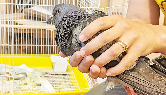 five-strangers-drove-600-mile-relay-to-save-an-injured-pigeon