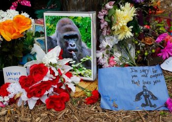 15-harambe-memes-2021:-twitter-honours-five-year-anniversary-of-gorilla's-death