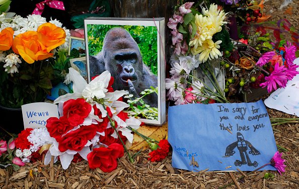 15-harambe-memes-2021:-twitter-honours-five-year-anniversary-of-gorilla's-death