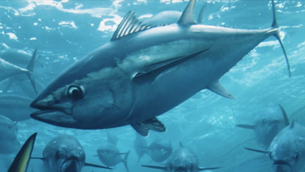 6-eye-opening-eco-documentaries-on-discovery+,-netflix,-and-youtube-you-need-to-watch-now