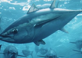 6-eye-opening-eco-documentaries-on-discovery+,-netflix,-and-youtube-you-need-to-watch-now