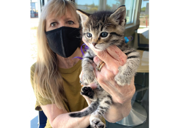 missing-cat-found,-a-purr-fect-ending