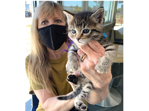 missing-cat-found,-a-purr-fect-ending