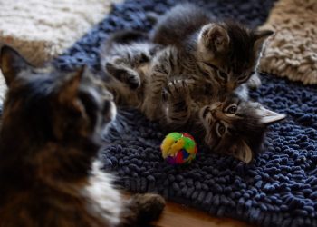 snapchat-post-leads-to-recovery-of-olaf,-the-redwood-city-cat-napped-kitten
