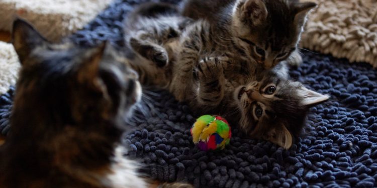 snapchat-post-leads-to-recovery-of-olaf,-the-redwood-city-cat-napped-kitten
