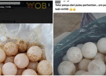 m'sians-found-illegally-selling-turtle-eggs-for-rm100-on-whatsapp-&-facebook