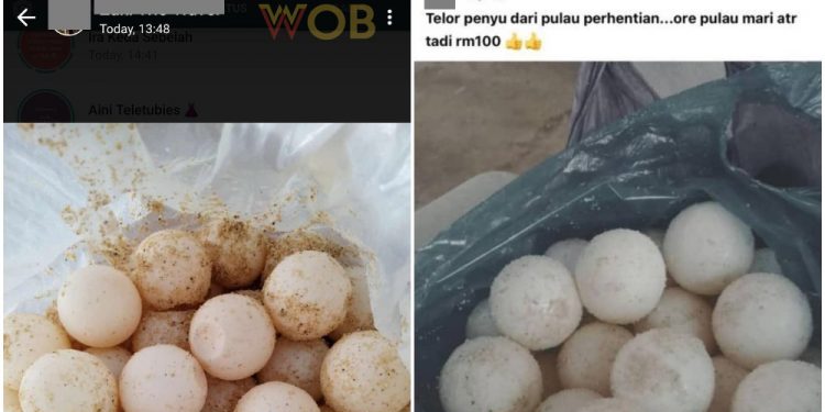 m'sians-found-illegally-selling-turtle-eggs-for-rm100-on-whatsapp-&-facebook