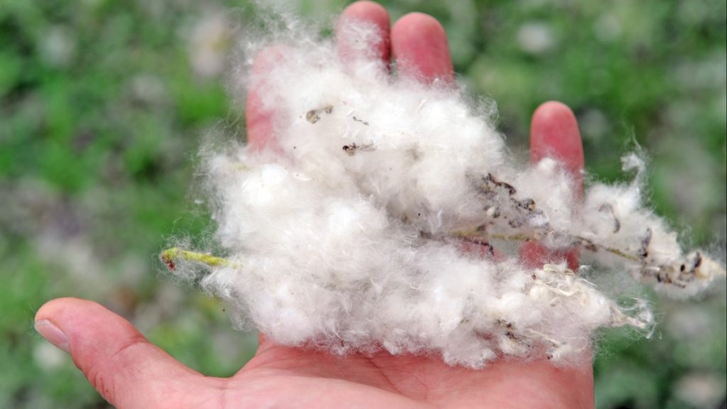 people-are-purposely-setting-grass-fires-because-of-a-cottonwood-tree-youtube-trend