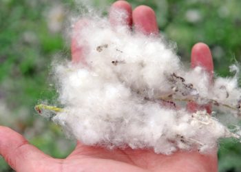 people-are-purposely-setting-grass-fires-because-of-a-cottonwood-tree-youtube-trend