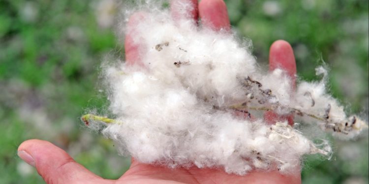 people-are-purposely-setting-grass-fires-because-of-a-cottonwood-tree-youtube-trend