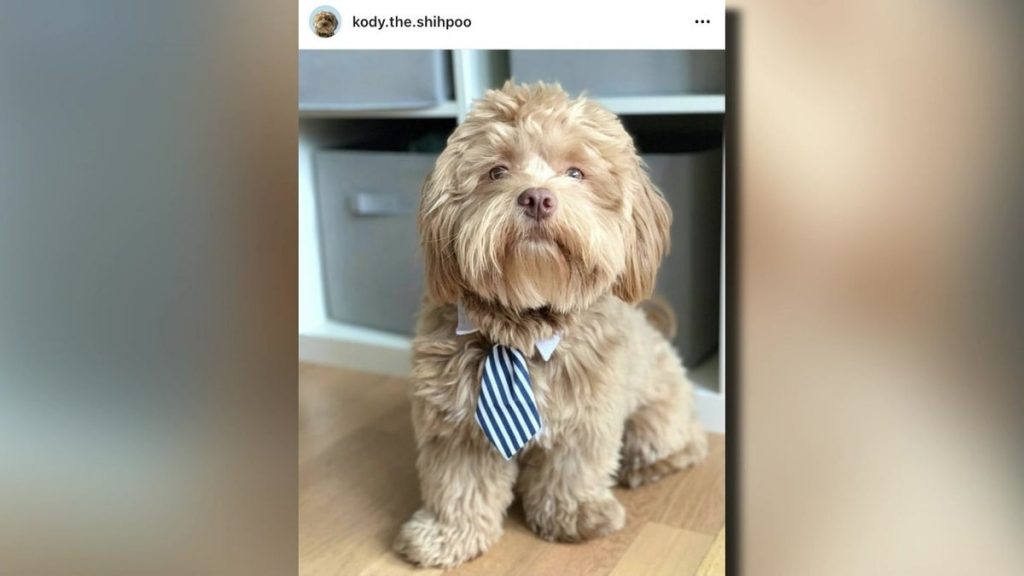 greenwich-native-uses-dog's-instagram-popularity-to-ease-children's'-nerves-with-new-book