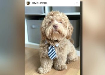 greenwich-native-uses-dog's-instagram-popularity-to-ease-children's'-nerves-with-new-book