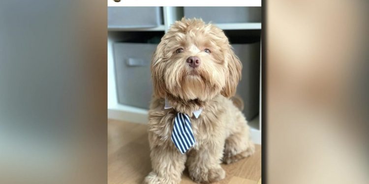 greenwich-native-uses-dog's-instagram-popularity-to-ease-children's'-nerves-with-new-book