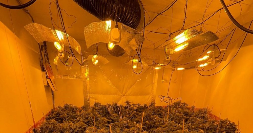 hidden-240k-cannabis-farm-busted-during-dudley-police-raid