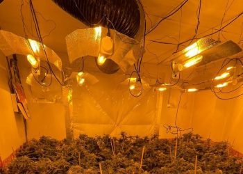 hidden-240k-cannabis-farm-busted-during-dudley-police-raid