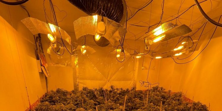 hidden-240k-cannabis-farm-busted-during-dudley-police-raid