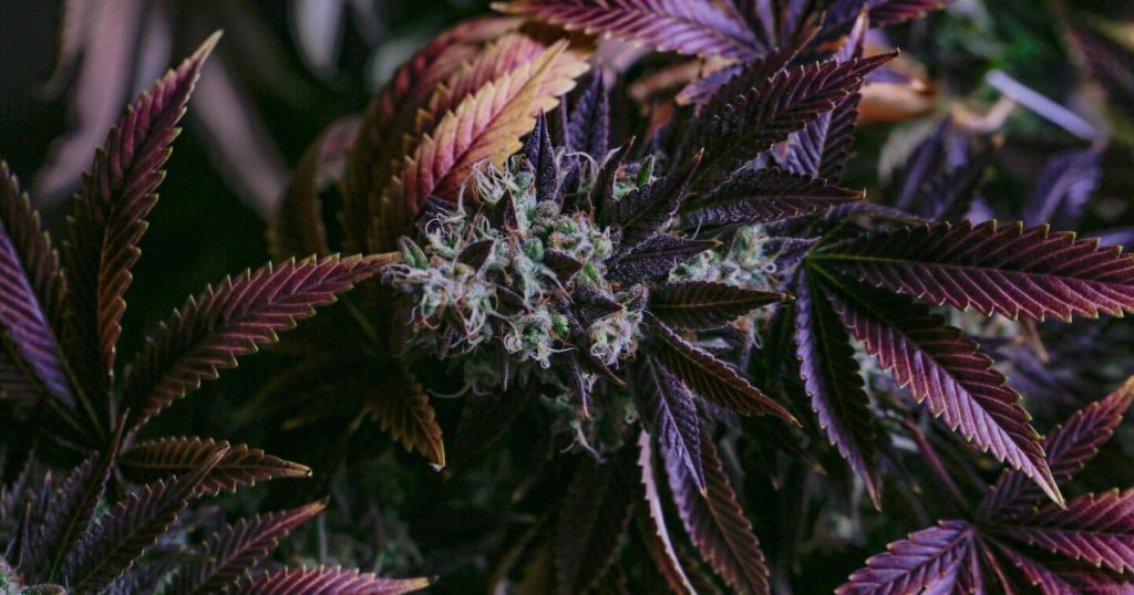 cannabis-brand-civilized-teams-up-with-tumblr,-will-launch-network's-first-cannabis-industry-blog