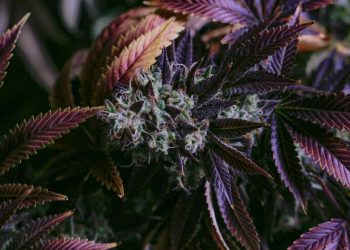 cannabis-brand-civilized-teams-up-with-tumblr,-will-launch-network's-first-cannabis-industry-blog