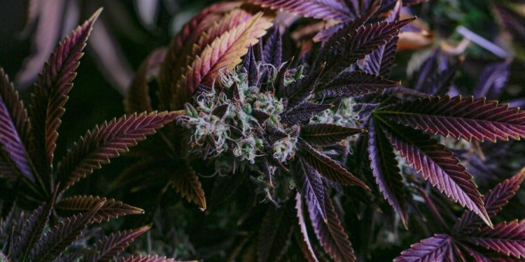 cannabis-brand-civilized-teams-up-with-tumblr,-will-launch-network's-first-cannabis-industry-blog