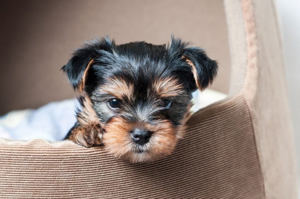 good-job-internet:-dog-loving-facebook-users-help-find-yorkie-puppy-dognapped-from-backyard