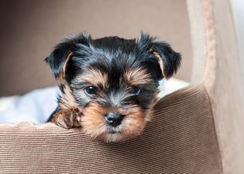 good-job-internet:-dog-loving-facebook-users-help-find-yorkie-puppy-dognapped-from-backyard