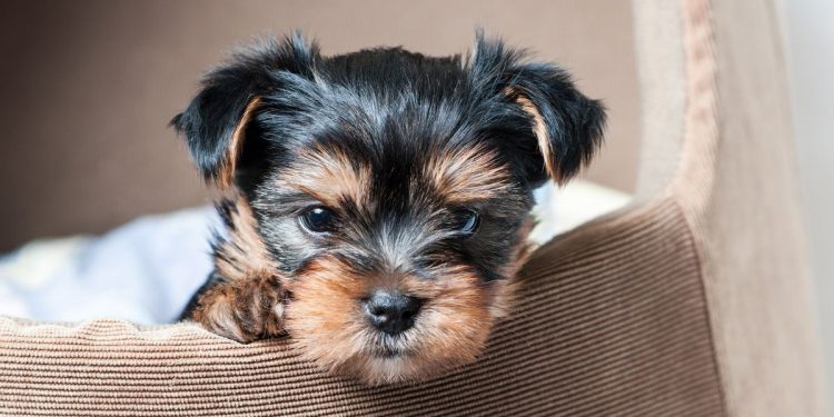 good-job-internet:-dog-loving-facebook-users-help-find-yorkie-puppy-dognapped-from-backyard