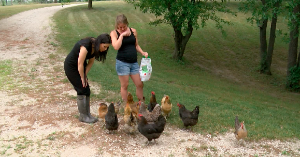 the-rebound:-how-a-wisconsin-woman-turned-her-youtube-channel-about-chickens-into-a-full-…