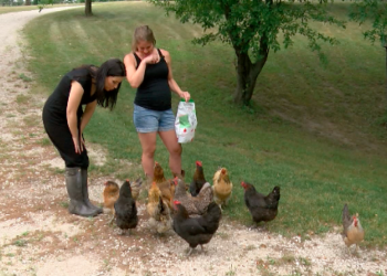 the-rebound:-how-a-wisconsin-woman-turned-her-youtube-channel-about-chickens-into-a-full-…