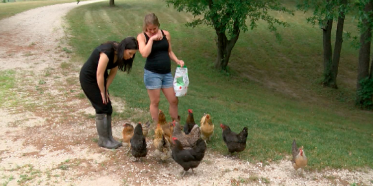 the-rebound:-how-a-wisconsin-woman-turned-her-youtube-channel-about-chickens-into-a-full-…