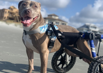 paralyzed-pup-finds-forever-home,-captures-the-hearts-of-hundreds-with-instagram-account