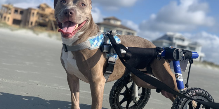 paralyzed-pup-finds-forever-home,-captures-the-hearts-of-hundreds-with-instagram-account