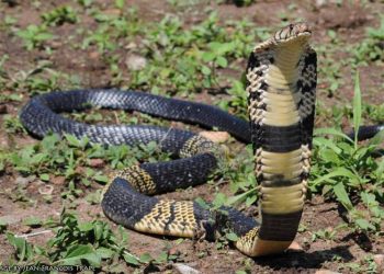 venomous-snake-still-on-the-loose-in-north-texas-now-has-a-twitter-account