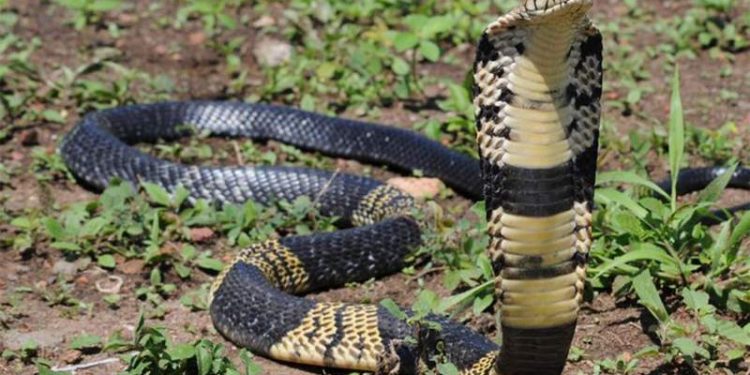 venomous-snake-still-on-the-loose-in-north-texas-now-has-a-twitter-account