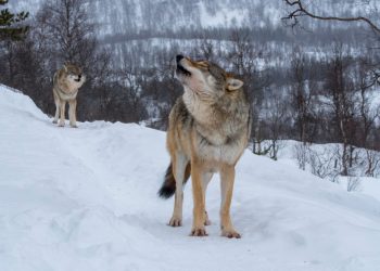 moon-moon-meme-explained:-where-did-the-'dumb'-wolf-idea-come-from?