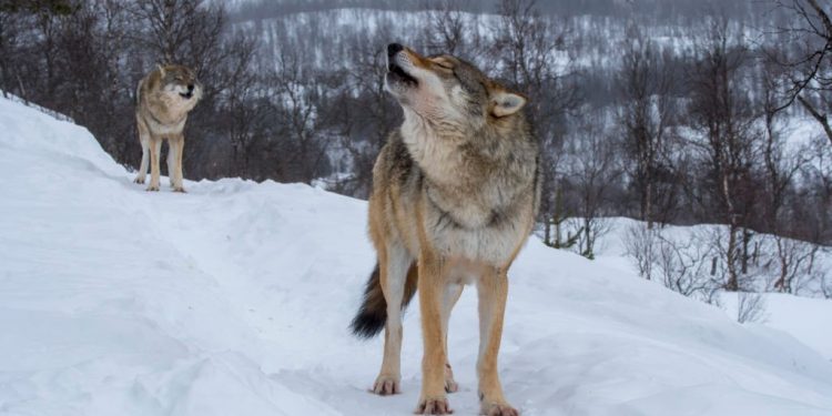 moon-moon-meme-explained:-where-did-the-'dumb'-wolf-idea-come-from?