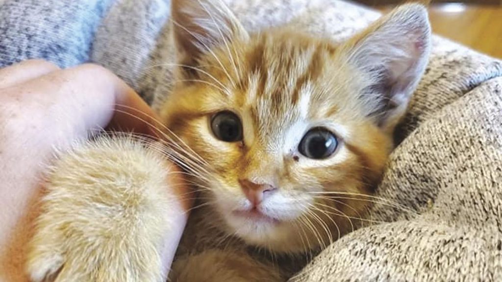 rescued-kitten-becomes-a-facebook-sensation-|-news-|-hometownsource.com