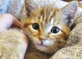 rescued-kitten-becomes-a-facebook-sensation-|-news-|-hometownsource.com