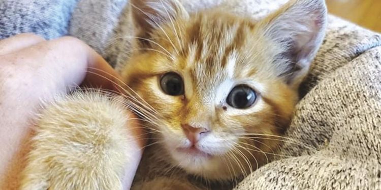 rescued-kitten-becomes-a-facebook-sensation-|-news-|-hometownsource.com