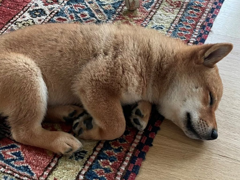 floki-crypto-price-surges-250%-after-elon-musk-gets-new-dog-|-the-independent