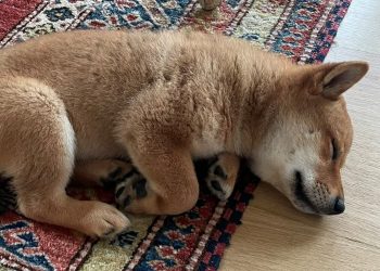 floki-crypto-price-surges-250%-after-elon-musk-gets-new-dog-|-the-independent