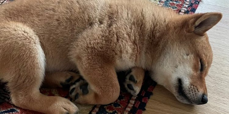 floki-crypto-price-surges-250%-after-elon-musk-gets-new-dog-|-the-independent