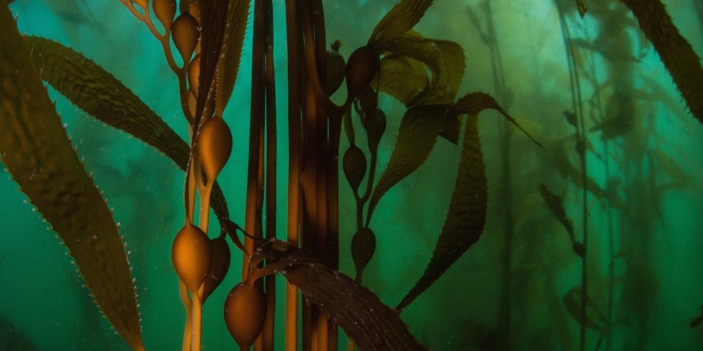 companies-hoping-to-grow-carbon-sucking-kelp-may-be-rushing-ahead-of-the-science