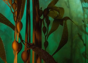 companies-hoping-to-grow-carbon-sucking-kelp-may-be-rushing-ahead-of-the-science
