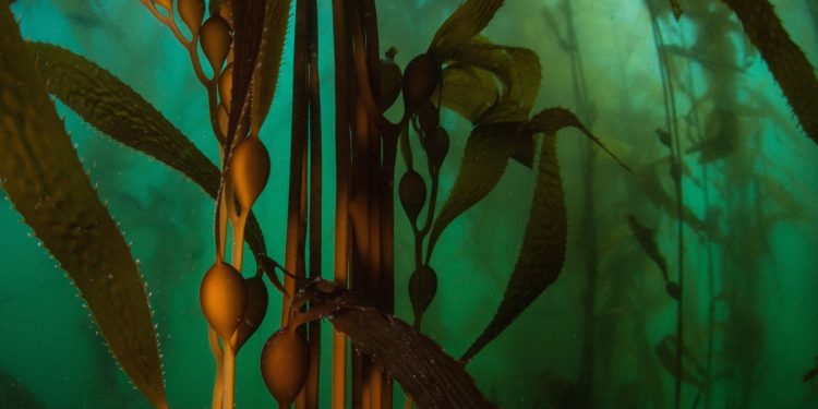 companies-hoping-to-grow-carbon-sucking-kelp-may-be-rushing-ahead-of-the-science