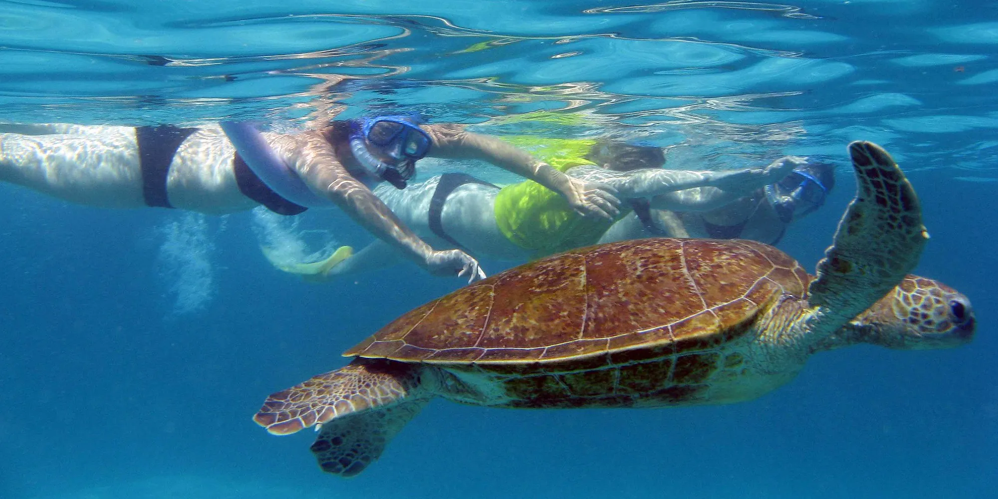 'benefits-to-being-a-marine-biologist':-how-a-fake-tumblr-meme-went-viral-–-the-daily-dot